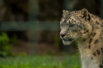 Wild animal Snow Leopard. Lazy walks across the territory.