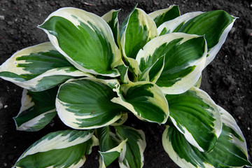 plant with large leaves on the ground in the garden