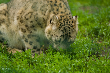 Wild animal Snow Leopard. Lazy walks across the territory.