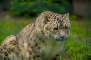 Fototapeta na wymiar Wild animal Snow Leopard. Lazy walks across the territory.