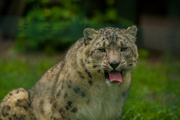 Naklejka na ściany i meble Wild animal Snow Leopard. Lazy walks across the territory.