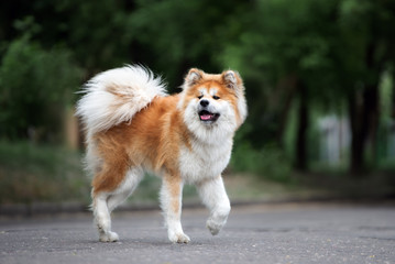 akita inu dog walking outdoors in summer