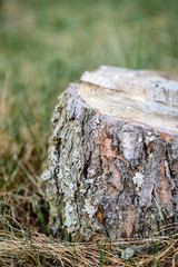 Stump on grass background in forest.