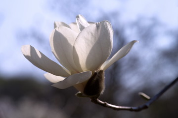 Fototapeta na wymiar Magnolia milky white
