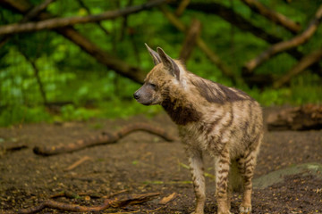 The Arabian hyena walks across the territory in search of food.