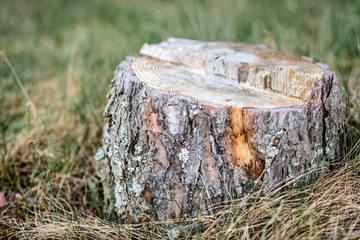 Stump on grass background in forest.