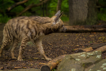 The Arabian hyena walks across the territory in search of food.