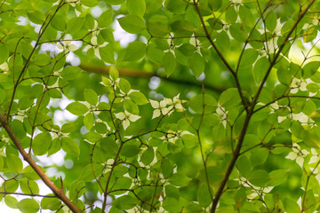 White Japanese Kousa flower in the Spring	