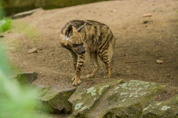 The Arabian hyena walks across the territory in search of food.