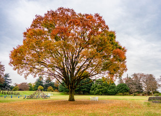 Big Tree tree in Showa memorial park (Showa Kinen Koen) in Autumn