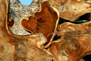 Deforestation, Wood logs from the forest in Thailand and Southeast Asia.