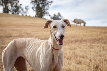 Primer plano perro de carreras. Perro de raza pura. Galgo español.