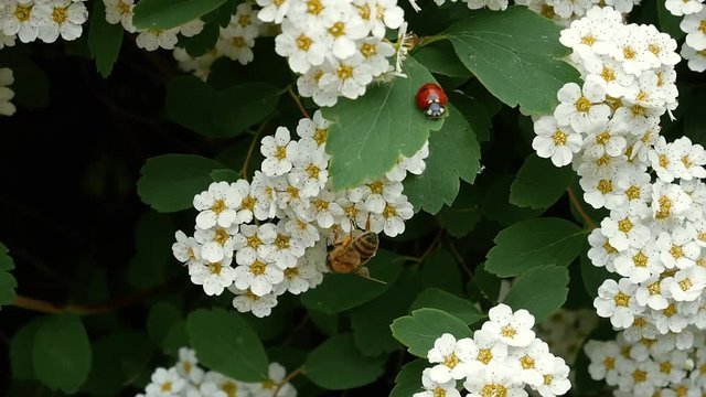 A ladybug and a bee among the white flowers of Spiraea japonica shrub. A bee crawls through the flowers collecting nectar. Close-up.