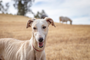 Primer plano perro de carreras. Perro de raza pura. Galgo español.