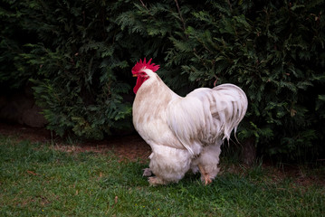 White cock with red scallops