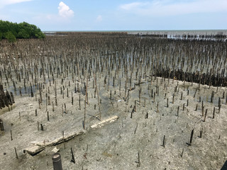 A land erosion protection - The rows of bamboo sticks on seashore for wave breaking about barriers, Samut Sakhon, Thailand.