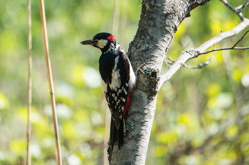 Great spotted woodpecker on a branch looking for insects