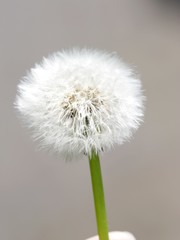 dandelion isolated on white background 