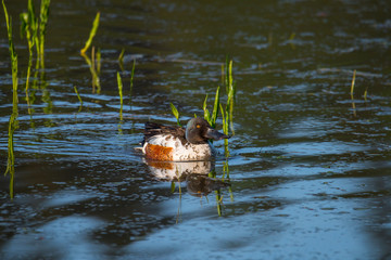 Northern shoveler in a pond at the Djurg&aring;rden island in Stockholm