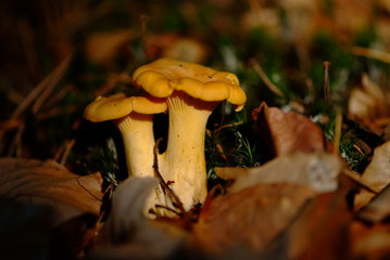 chanterelle mushrooms