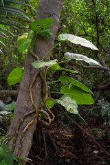 Vine and green leaf in rainforest