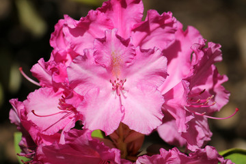 Pink flowers of Rhododendron close-up in garden. Cultivar from hybrid group