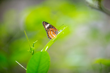 An orange winged butterfly on a blade of green grass