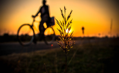 Fototapeta na wymiar silhouette of grass in sunset