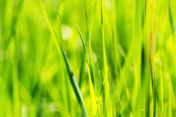 Fresh green grass closeup