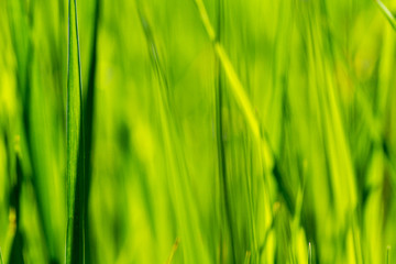 Fresh green grass closeup