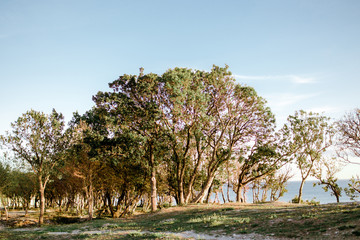 tree in spring