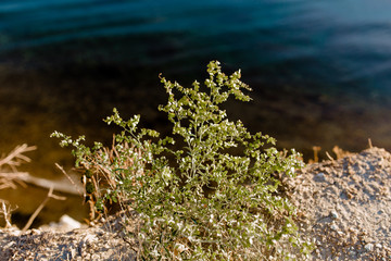 flowers on a rock