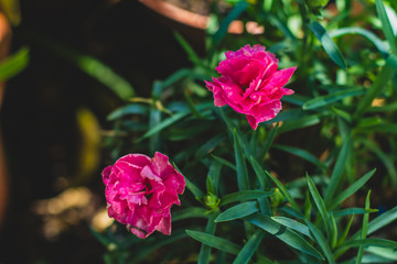 Flores cor de rosa no vaso