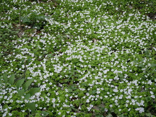 white flowers and green leaves of shamrock on a Sunny glade in the forest.