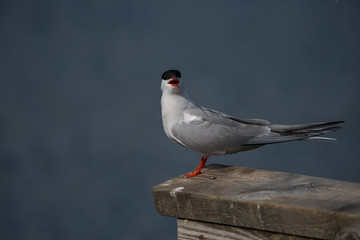 A Common tern sitting on a jetty