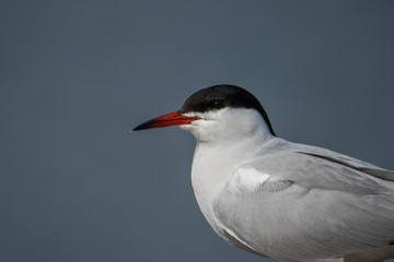 Head shoot of a Common tern