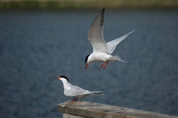 A pair of Common tern on a jetty