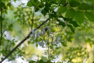 White flowers in a tree in the Spring