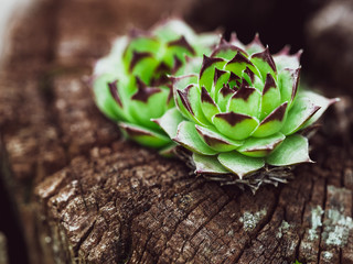 Common houseleek (Sempervivum tectorum)