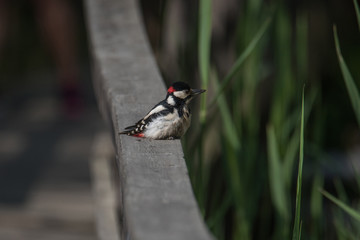 Fototapeta premium Juvenile Great spotted woodpecker first flight day