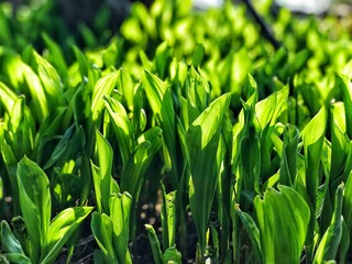 Background Summer garden fresh green