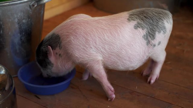 Little cute pink and grey is drinking water from a blue bowl