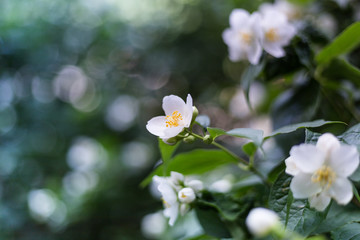 Fototapeta na wymiar Spring flowers. Abstract blurred background, beautiful nature scene. 