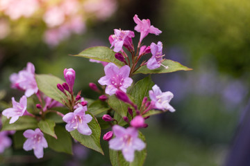 Obraz premium Spring flowers. Abstract blurred background, beautiful nature scene. 