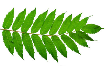 Green leaf branch nature on white background isolation, top view