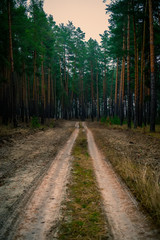 dirt road in a pine forest in the evening in cloudy weather.