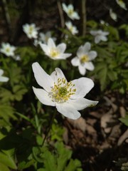 white flowers in garden