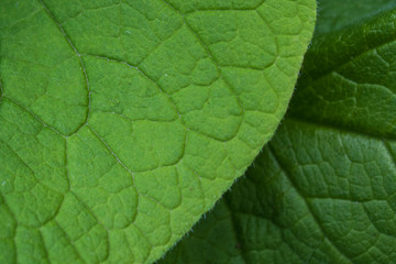 texture of green leaves, macro and full frame