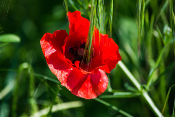 Beautiful floral background with poppy flowers.