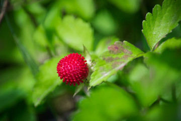 Macro photography of mock strawberry